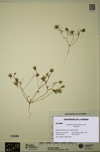 Chaetanthera linearis [Espécimen: ULS:ULS:0020498]
