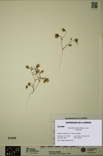 Chaetanthera linearis [Espécimen: ULS:ULS:0020499]