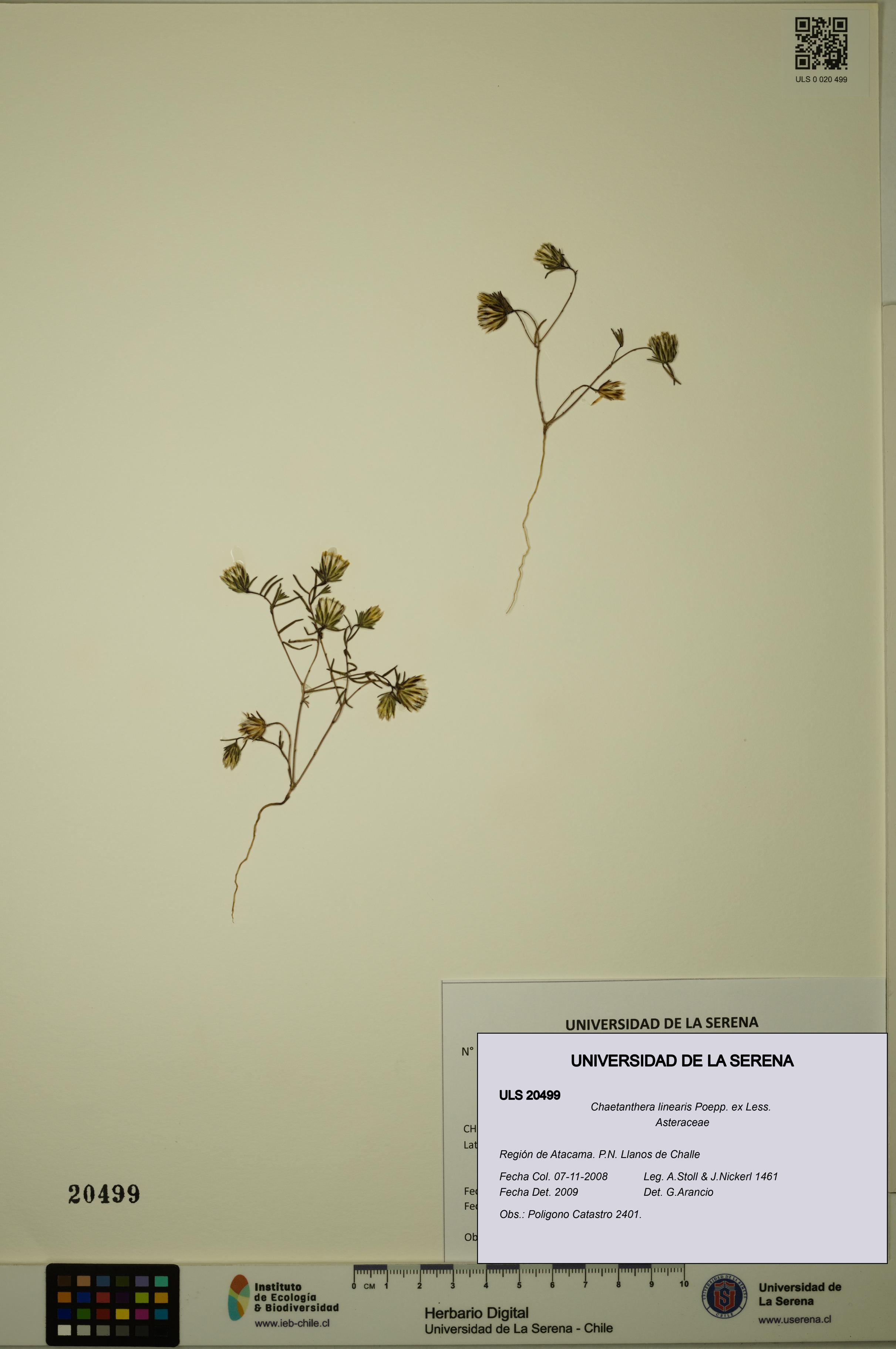 Chaetanthera linearis [Espécimen: ULS:ULS:0020499]