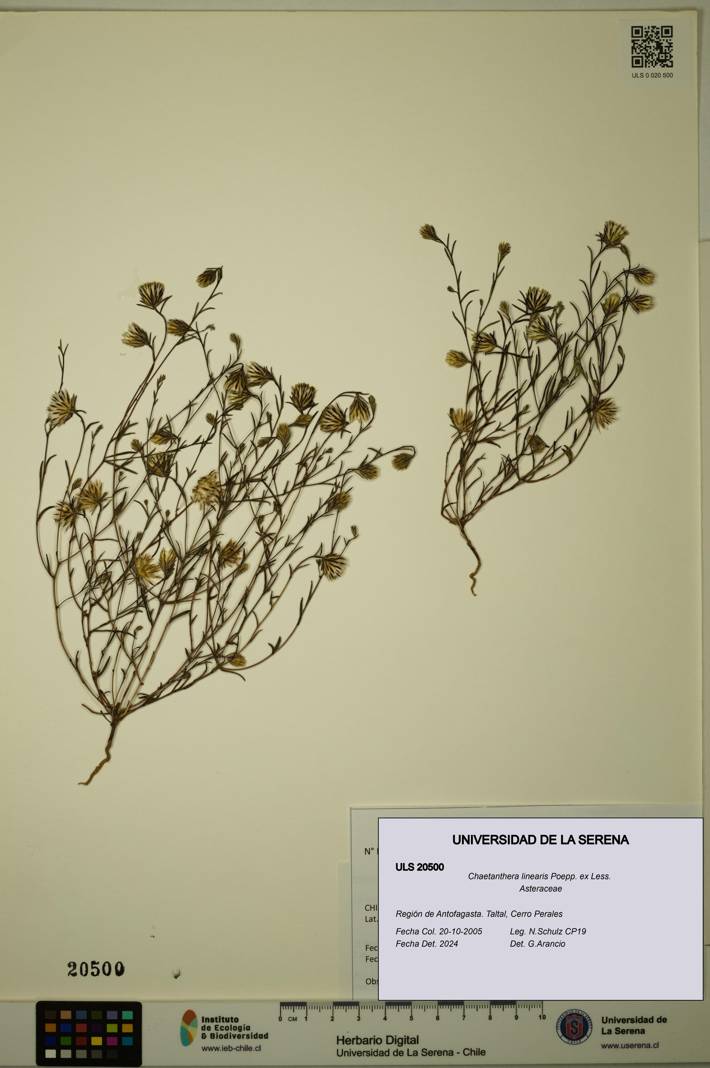 Chaetanthera linearis [Espécimen: ULS:ULS:0020500]