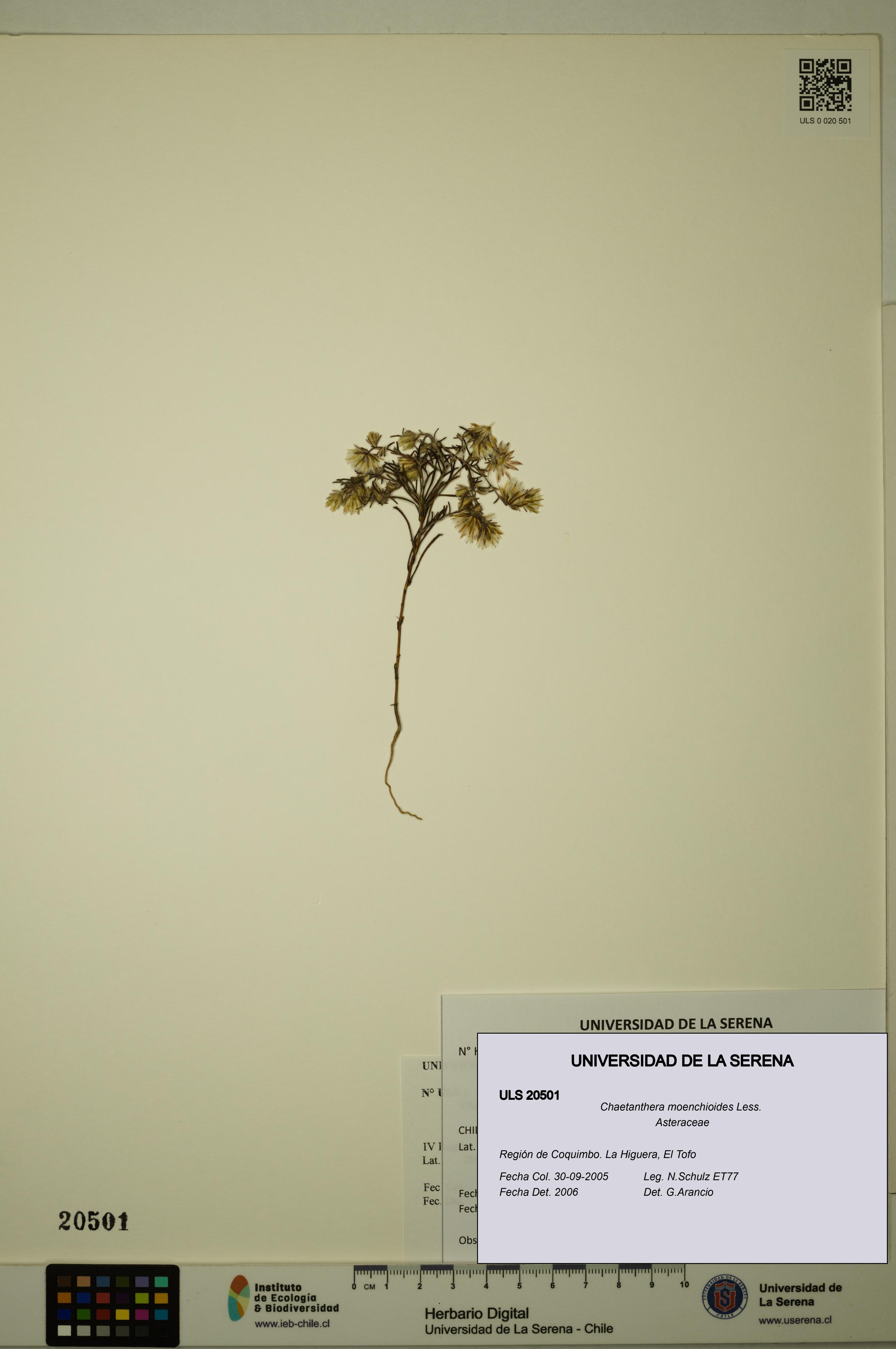 Chaetanthera moenchioides [Espécimen: ULS:ULS:0020501]