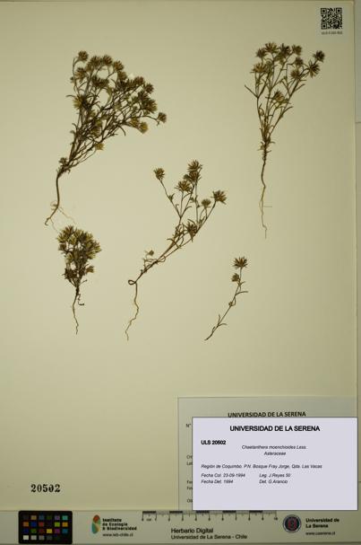 Chaetanthera moenchioides [Espécimen: ULS:ULS:0020502]