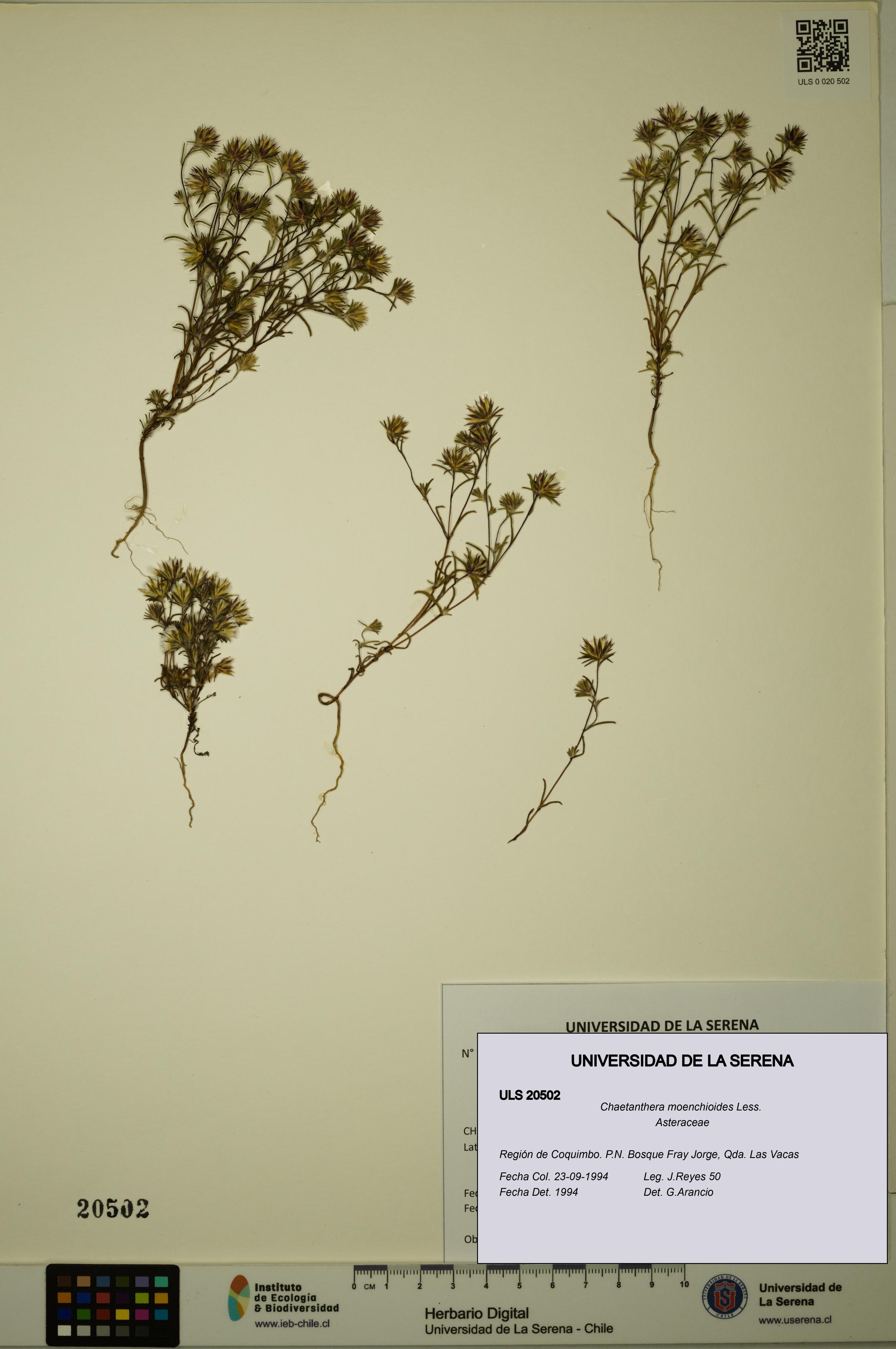 Chaetanthera moenchioides [Espécimen: ULS:ULS:0020502]