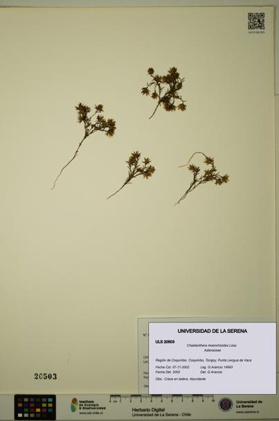 Chaetanthera moenchioides [Espécimen: ULS:ULS:0020503]