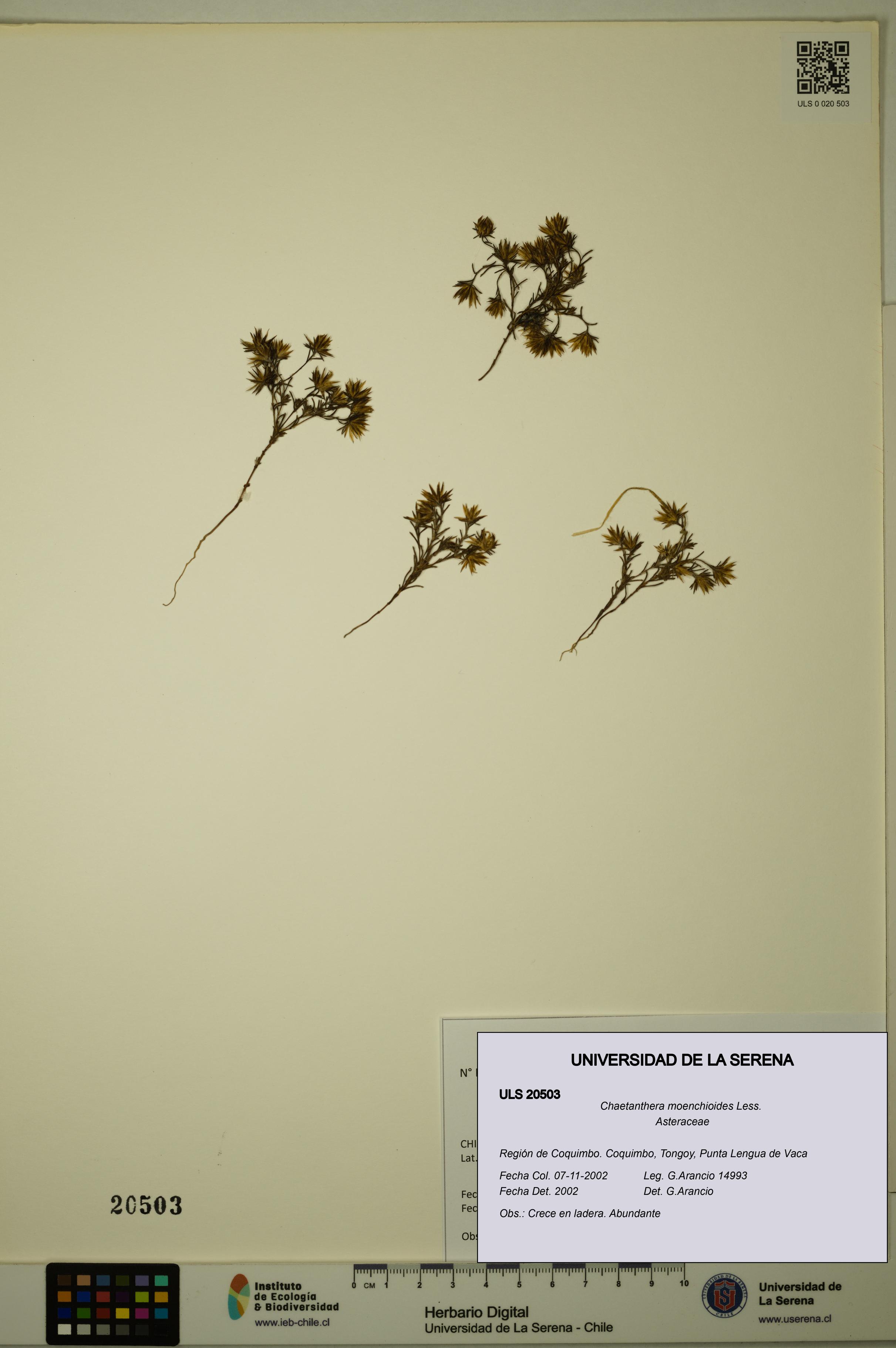 Chaetanthera moenchioides [Espécimen: ULS:ULS:0020503]