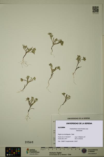 Chaetanthera moenchioides [Espécimen: ULS:ULS:0020504]