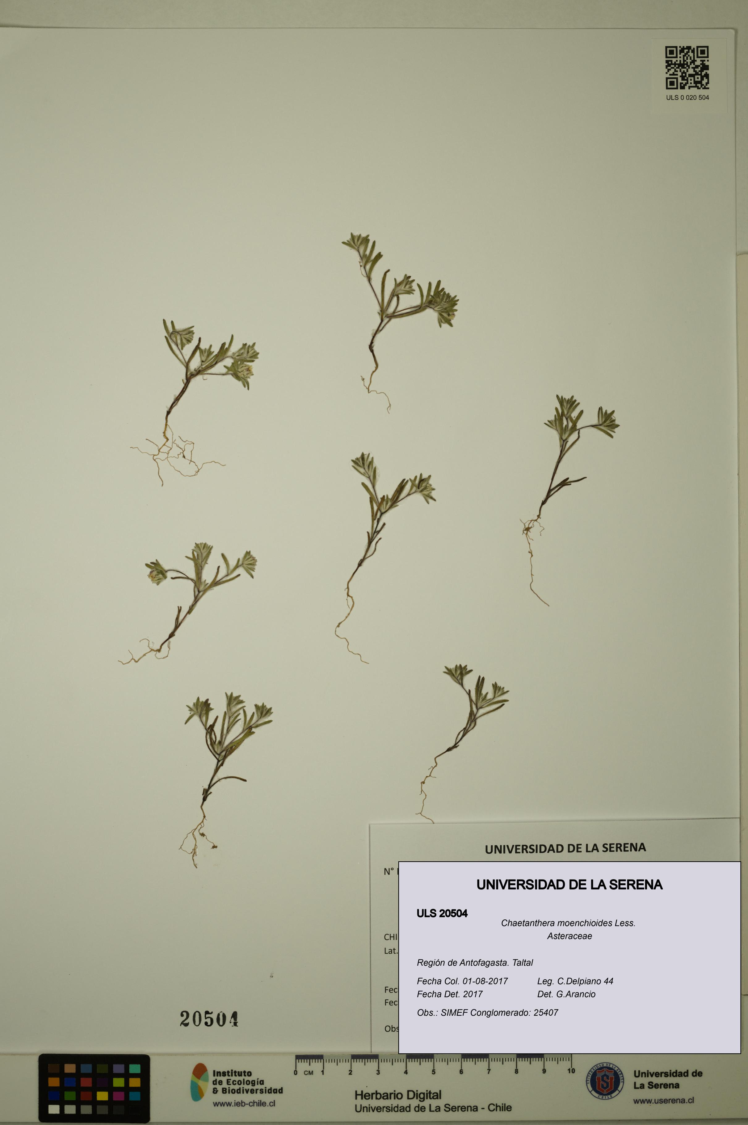 Chaetanthera moenchioides [Espécimen: ULS:ULS:0020504]