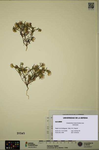 Chaetanthera moenchioides [Espécimen: ULS:ULS:0020505]