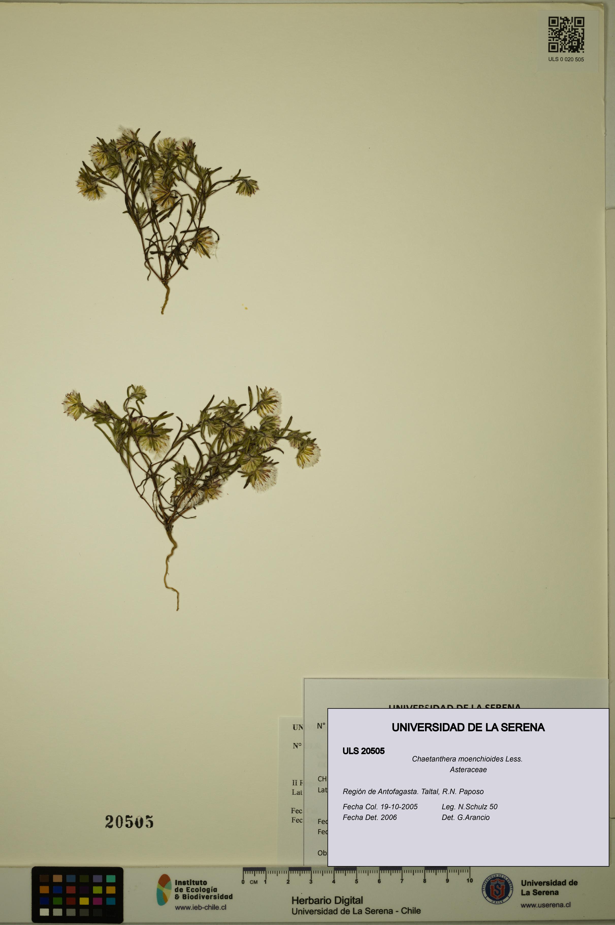 Chaetanthera moenchioides [Espécimen: ULS:ULS:0020505]