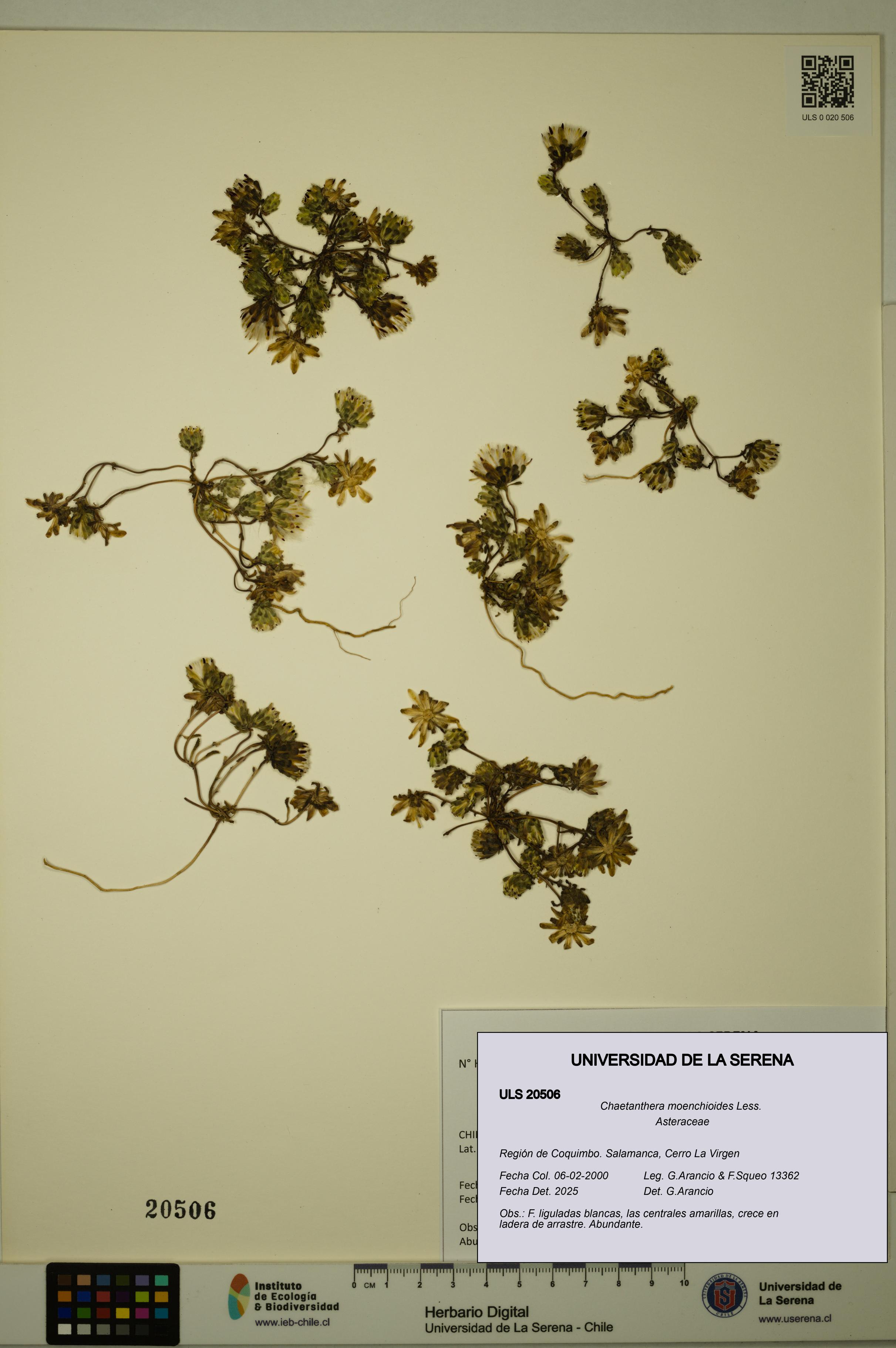 Chaetanthera moenchioides [Espécimen: ULS:ULS:0020506]