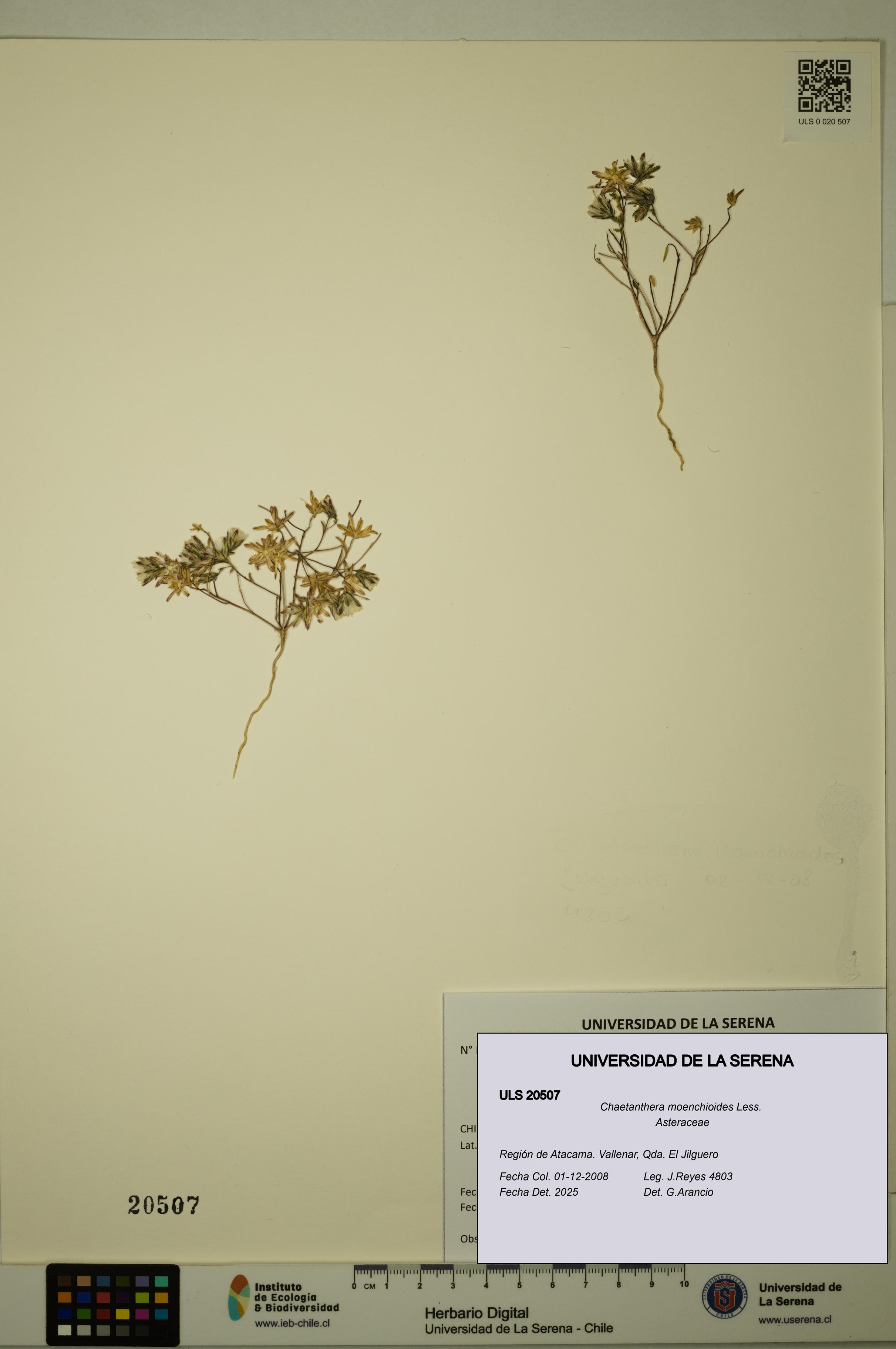 Chaetanthera moenchioides [Espécimen: ULS:ULS:0020507]