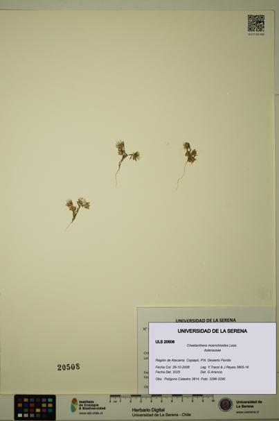 Chaetanthera moenchioides [Espécimen: ULS:ULS:0020508]