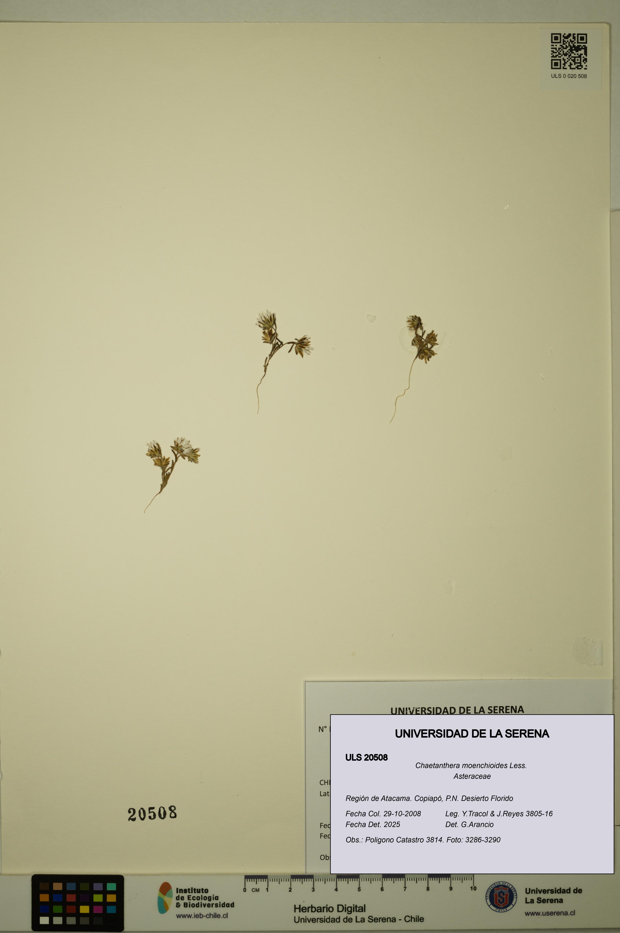 Chaetanthera moenchioides [Espécimen: ULS:ULS:0020508]