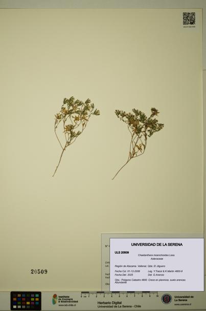 Chaetanthera moenchioides [Espécimen: ULS:ULS:0020509]