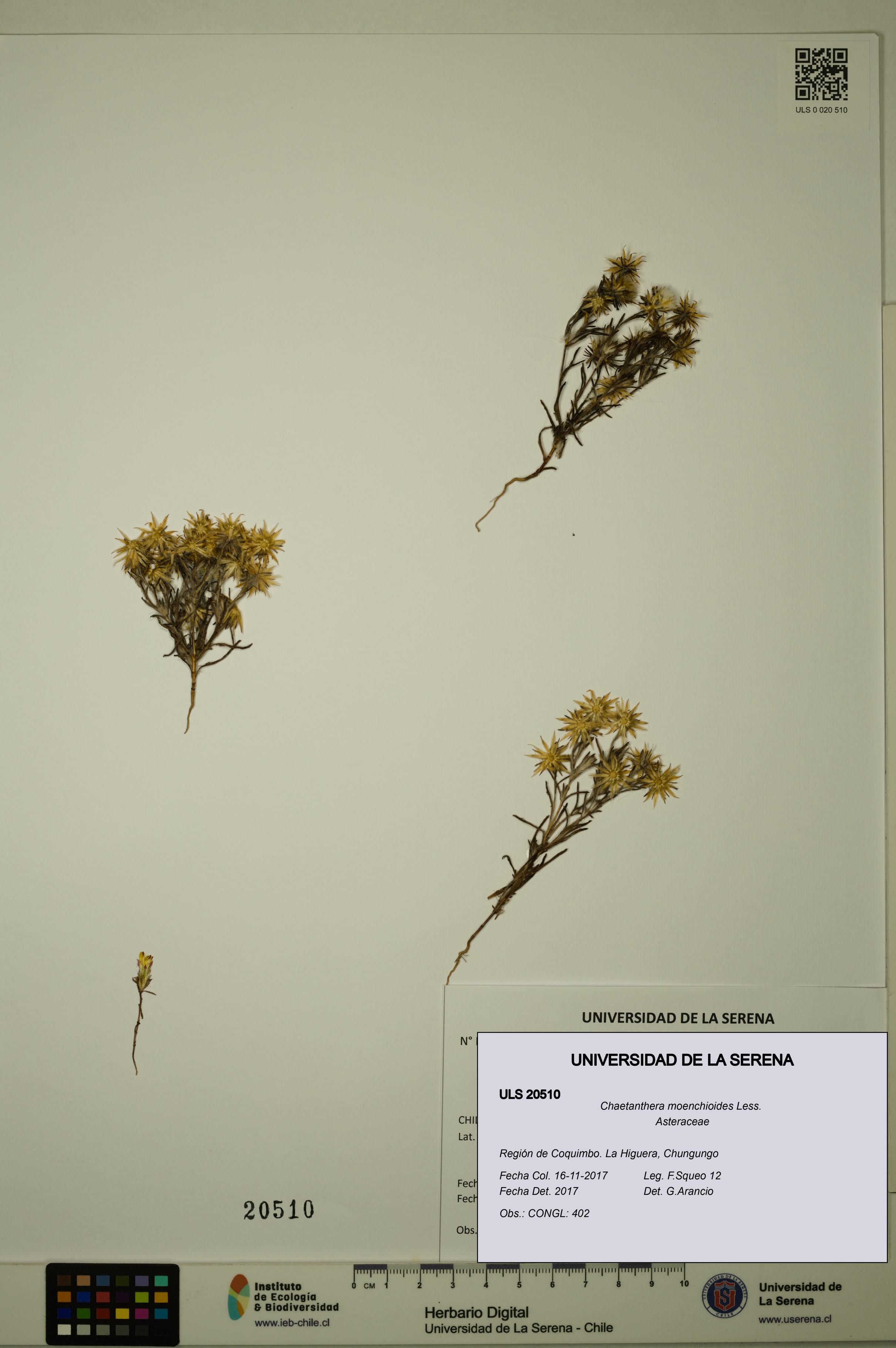 Chaetanthera moenchioides [Espécimen: ULS:ULS:0020510]