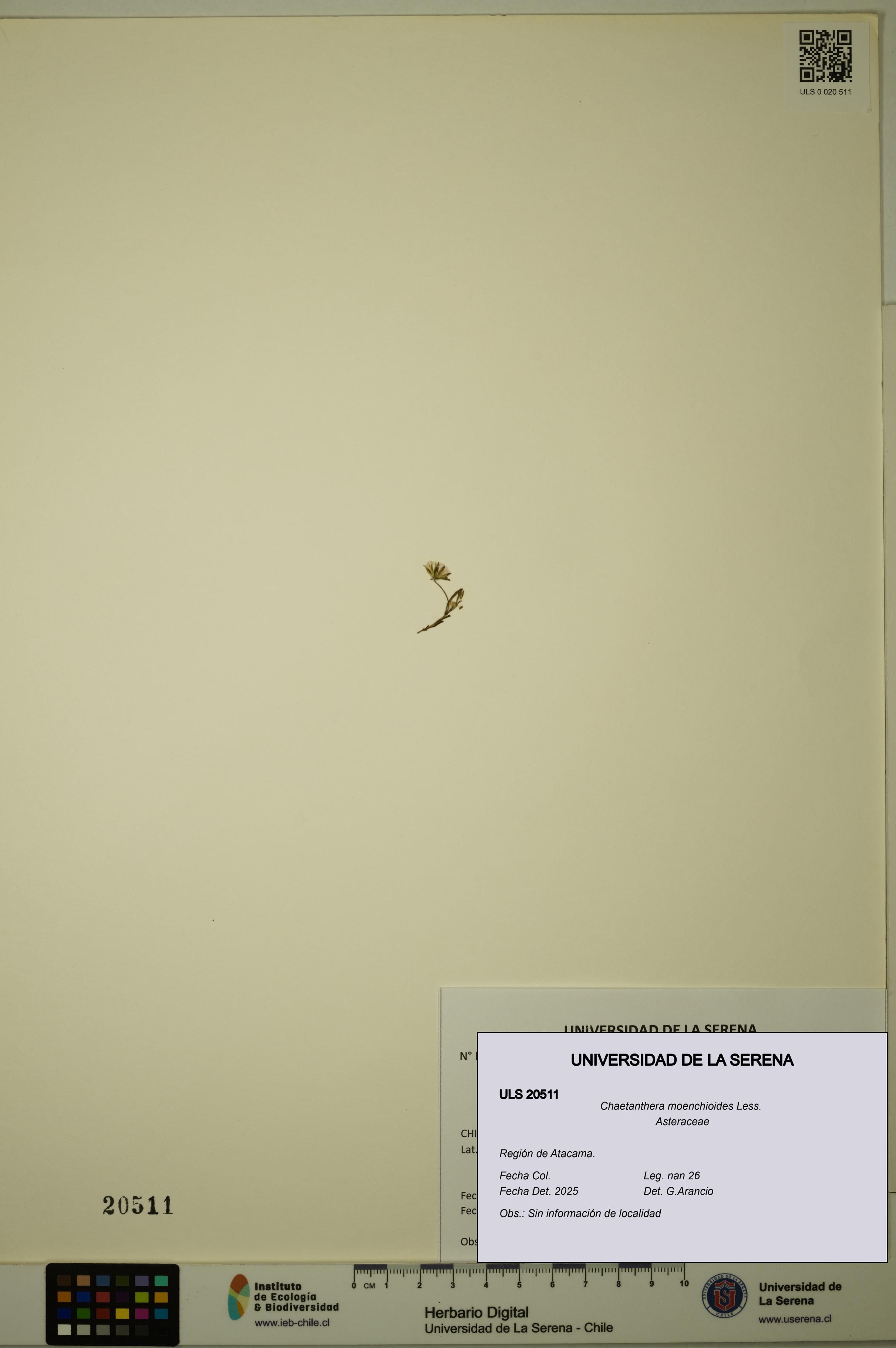 Chaetanthera moenchioides [Espécimen: ULS:ULS:0020511]