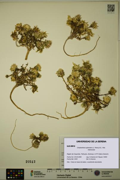 Chaetanthera splendens [Espécimen: ULS:ULS:0020512]