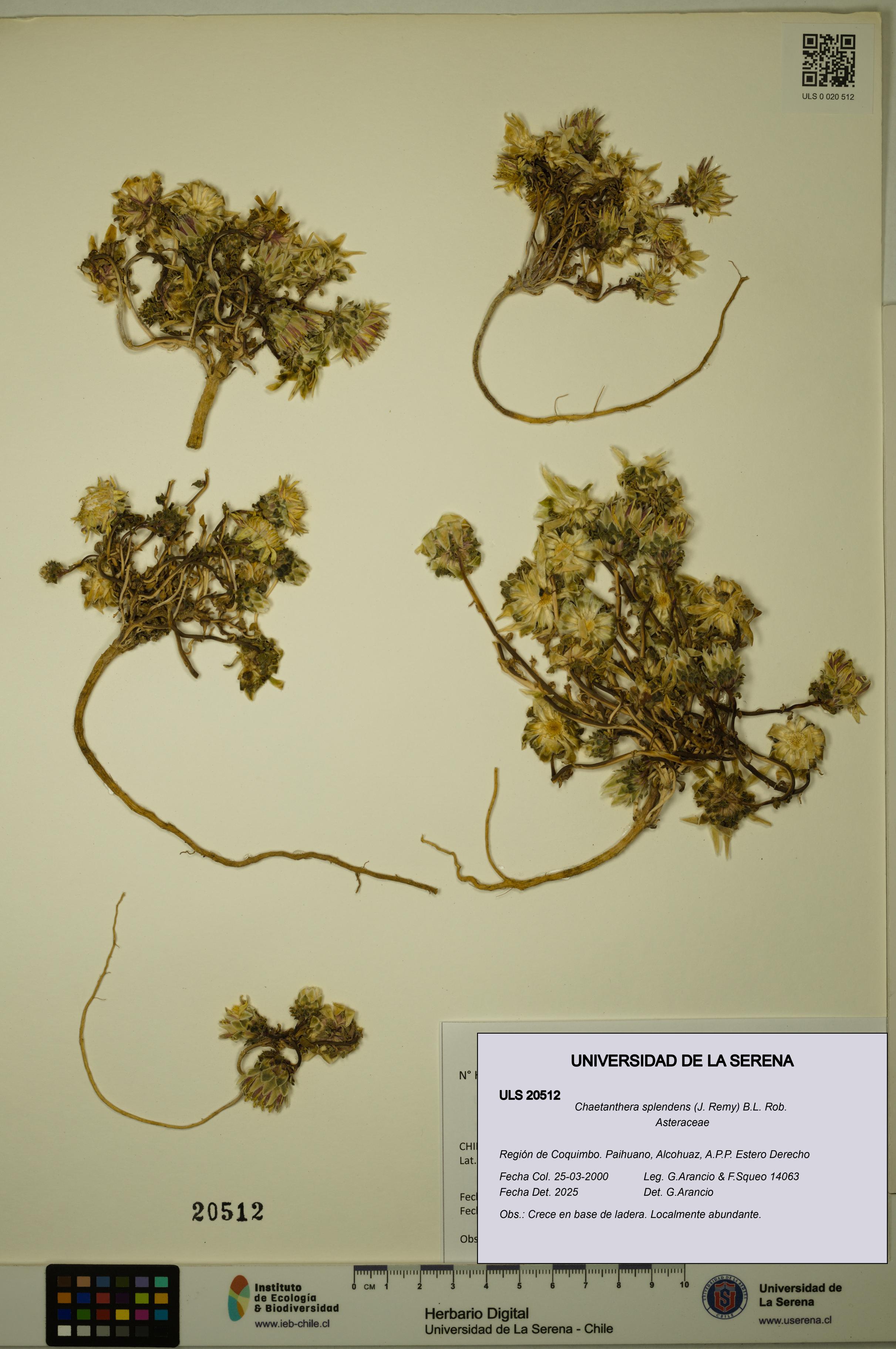 Chaetanthera splendens [Espécimen: ULS:ULS:0020512]