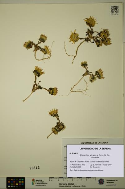 Chaetanthera splendens [Espécimen: ULS:ULS:0020513]