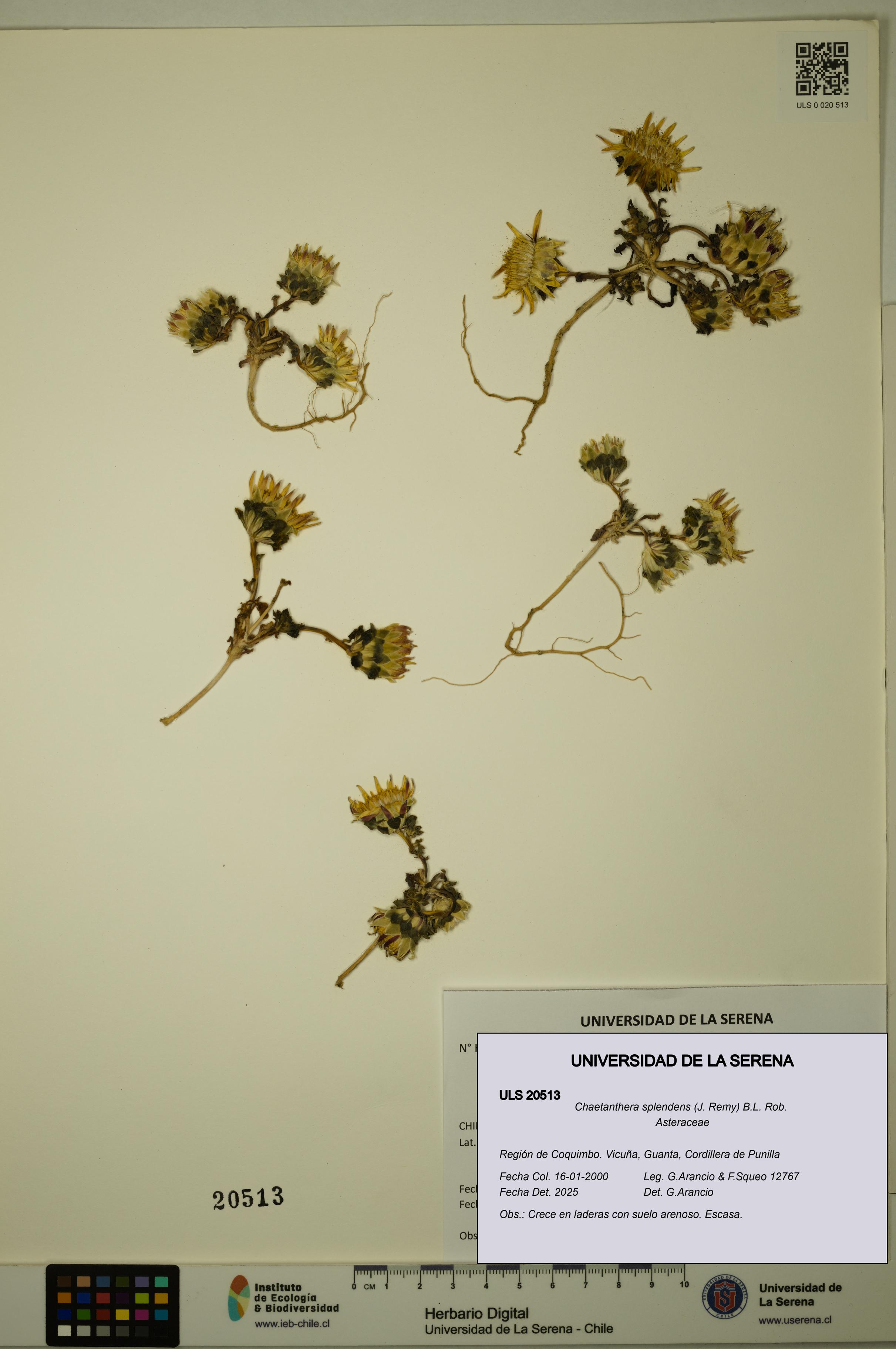 Chaetanthera splendens [Espécimen: ULS:ULS:0020513]