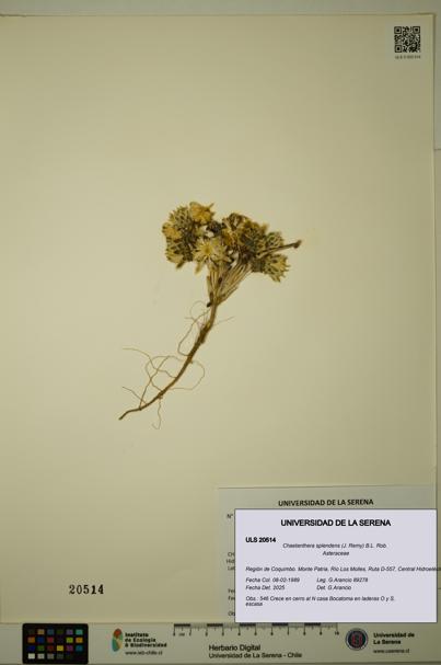 Chaetanthera splendens [Espécimen: ULS:ULS:0020514]