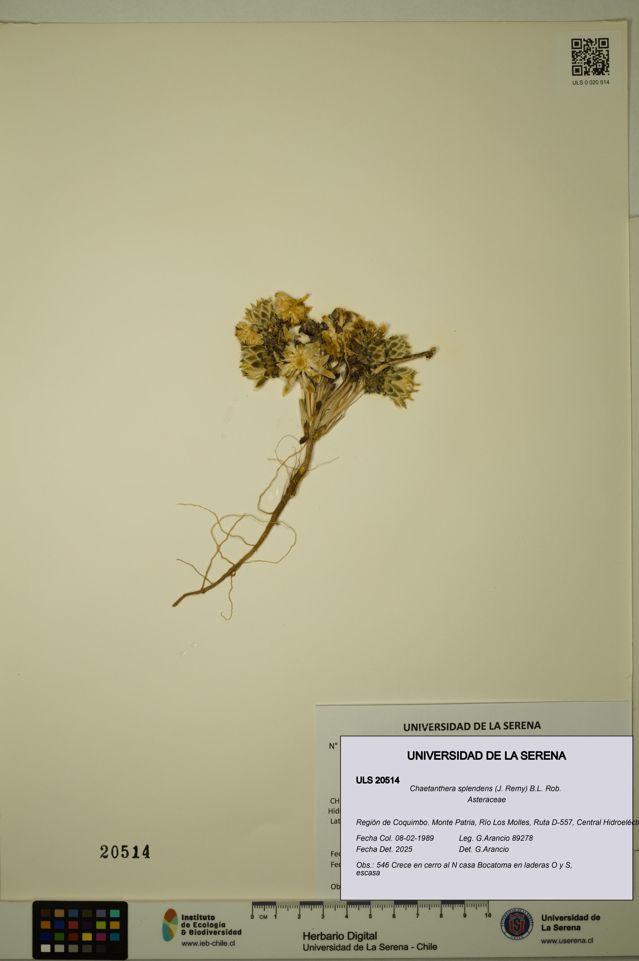 Chaetanthera splendens [Espécimen: ULS:ULS:0020514]