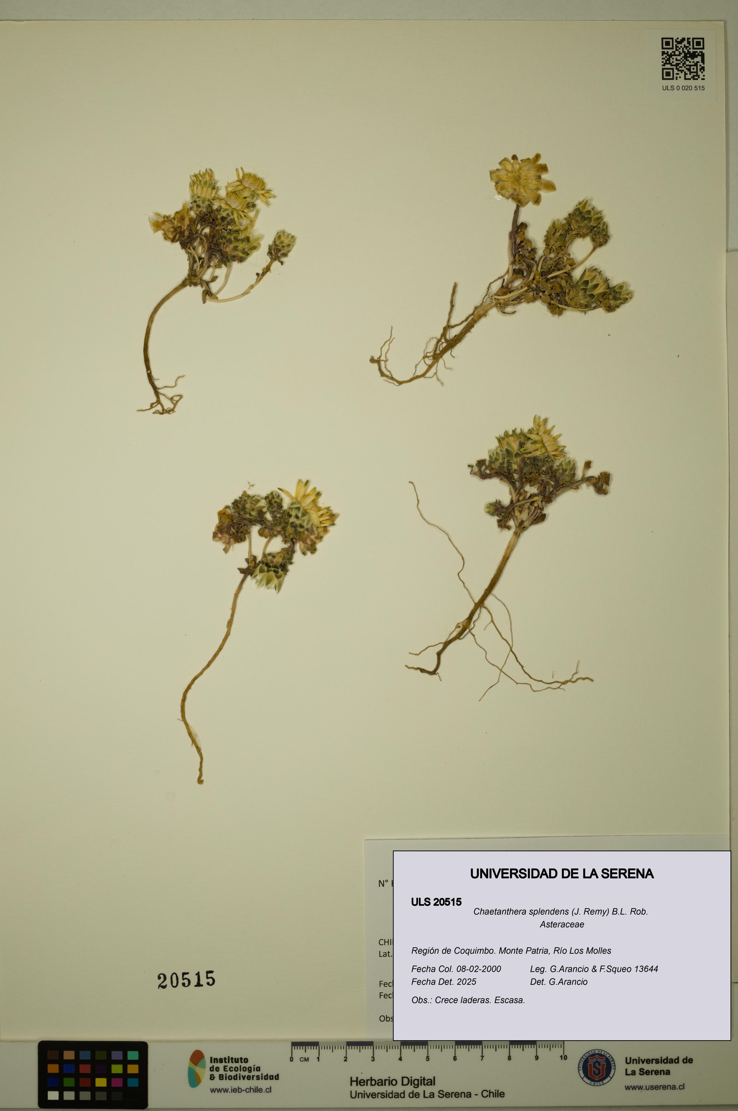 Chaetanthera splendens [Espécimen: ULS:ULS:0020515]