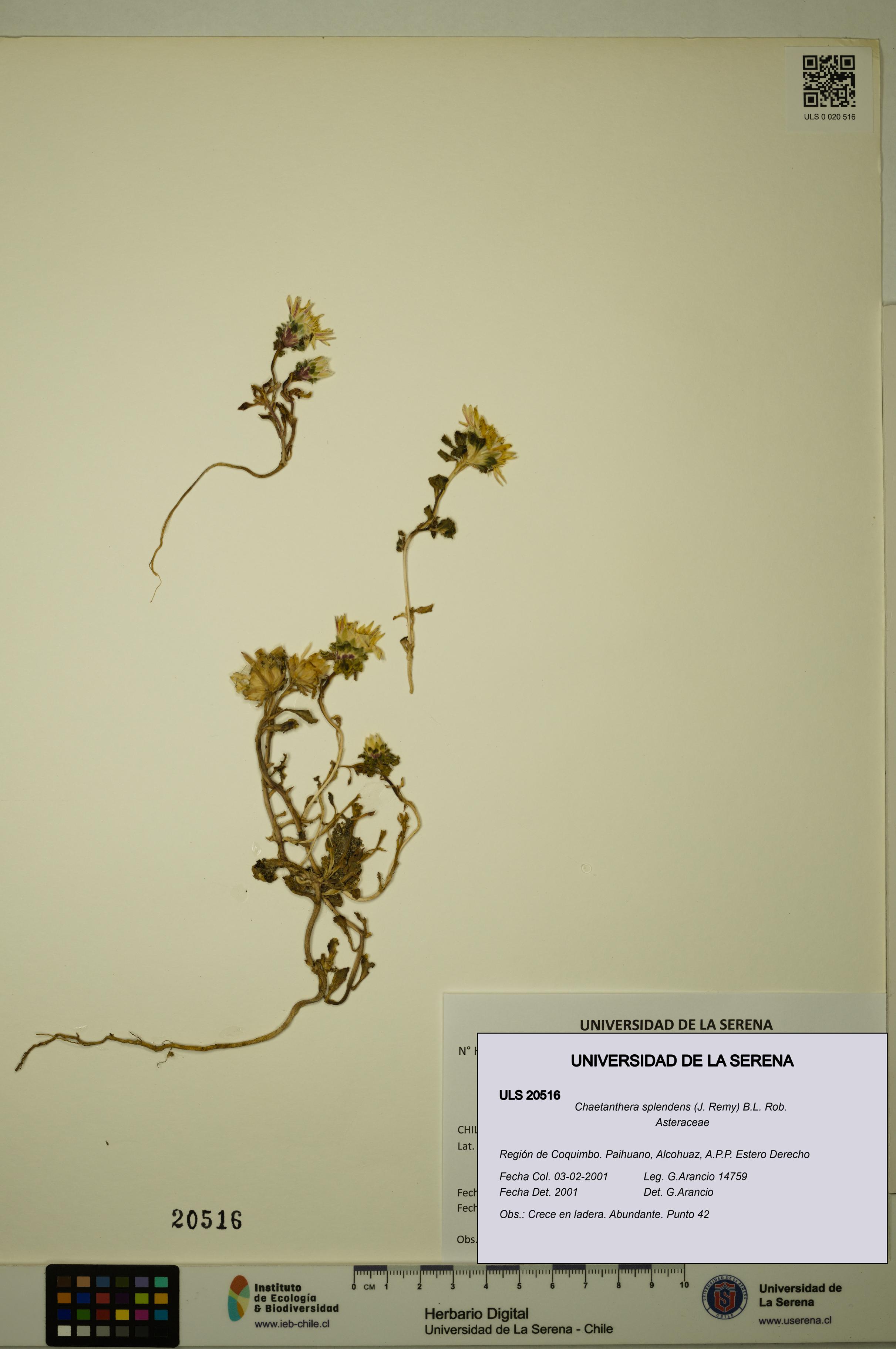 Chaetanthera splendens [Espécimen: ULS:ULS:0020516]