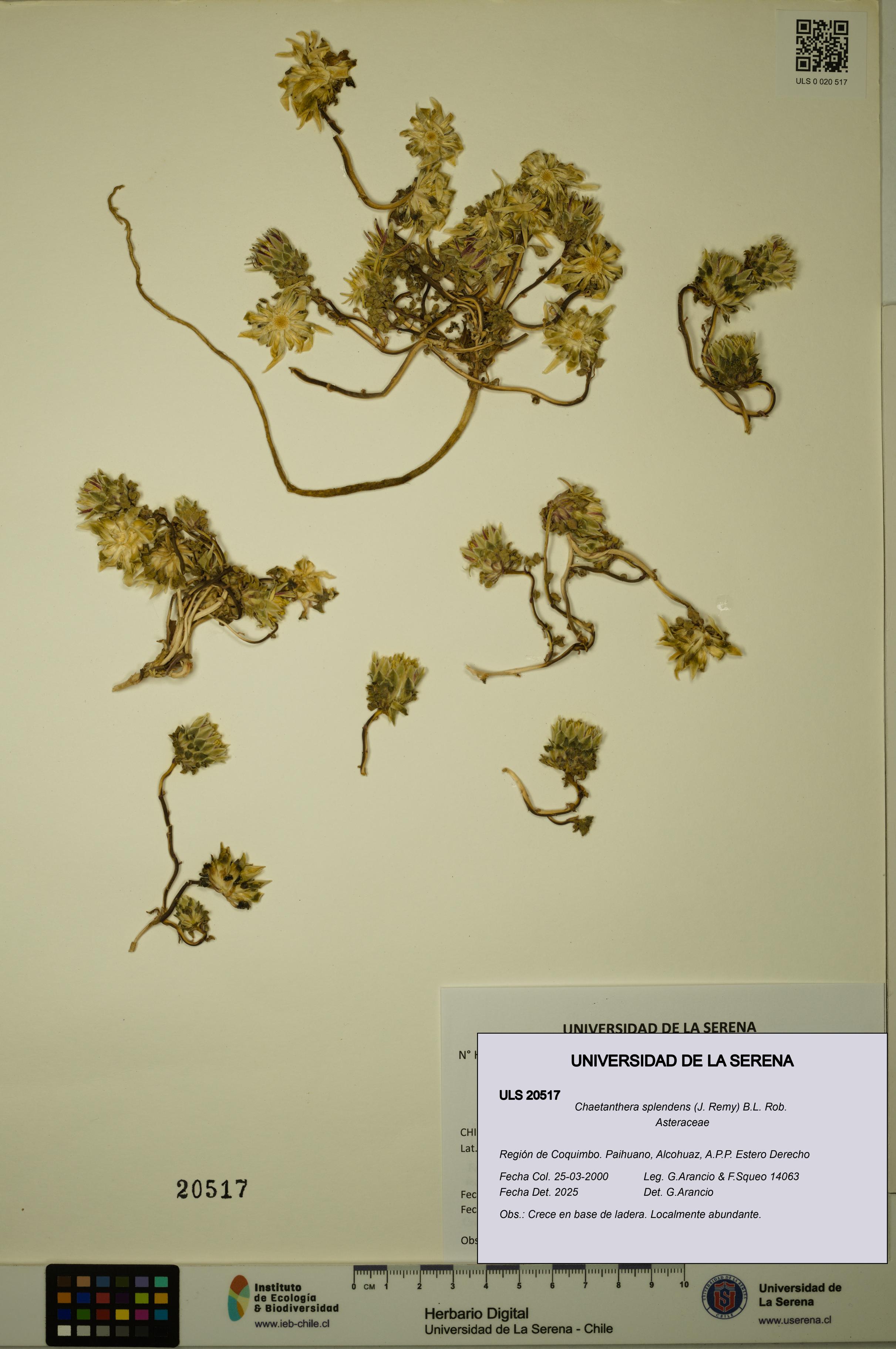 Chaetanthera splendens [Espécimen: ULS:ULS:0020517]