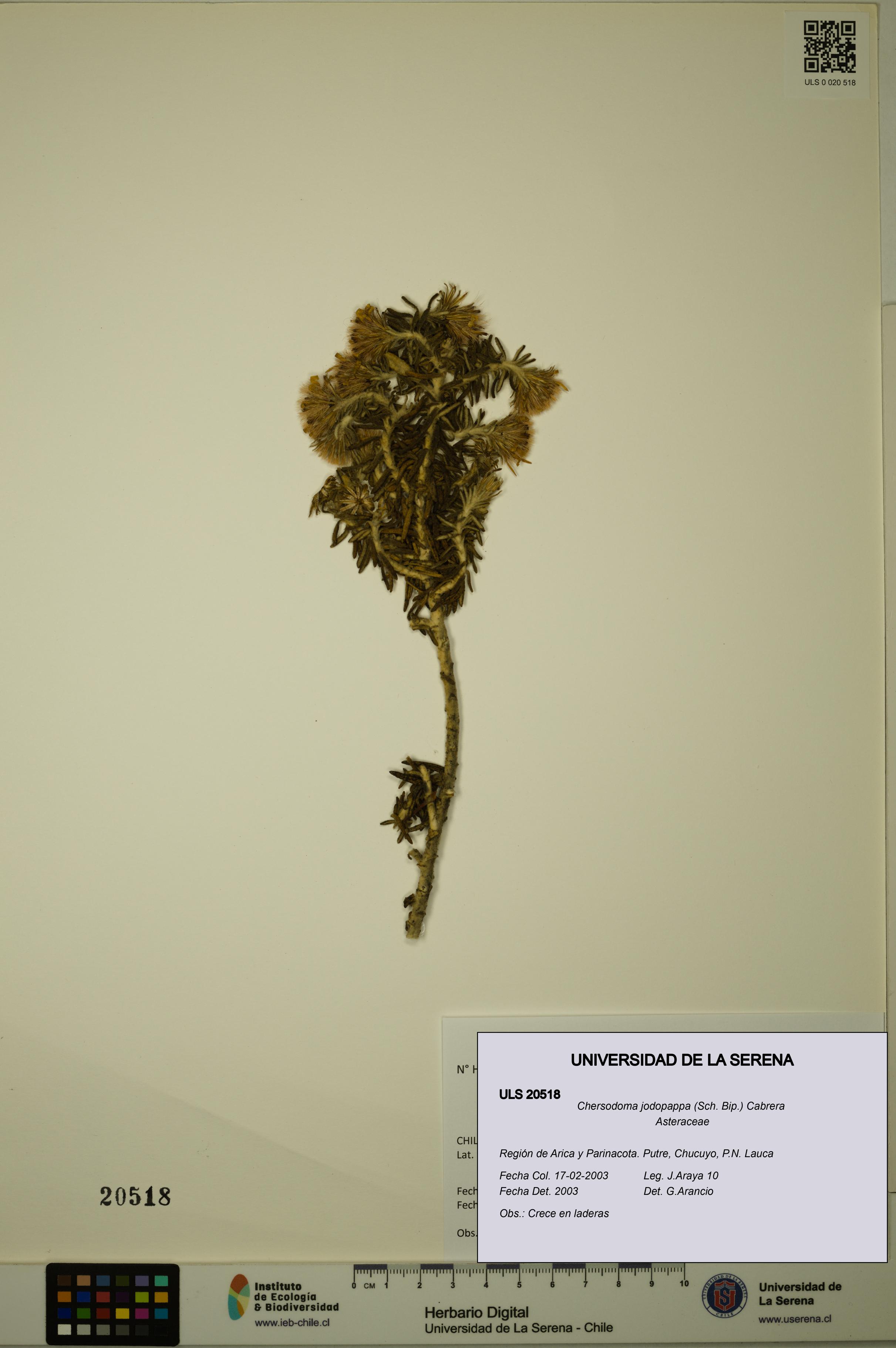 Chersodoma jodopappa [Espécimen: ULS:ULS:0020518]