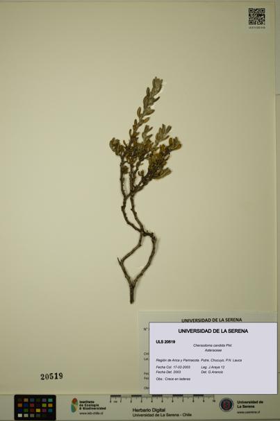 Chersodoma candida [Espécimen: ULS:ULS:0020519]