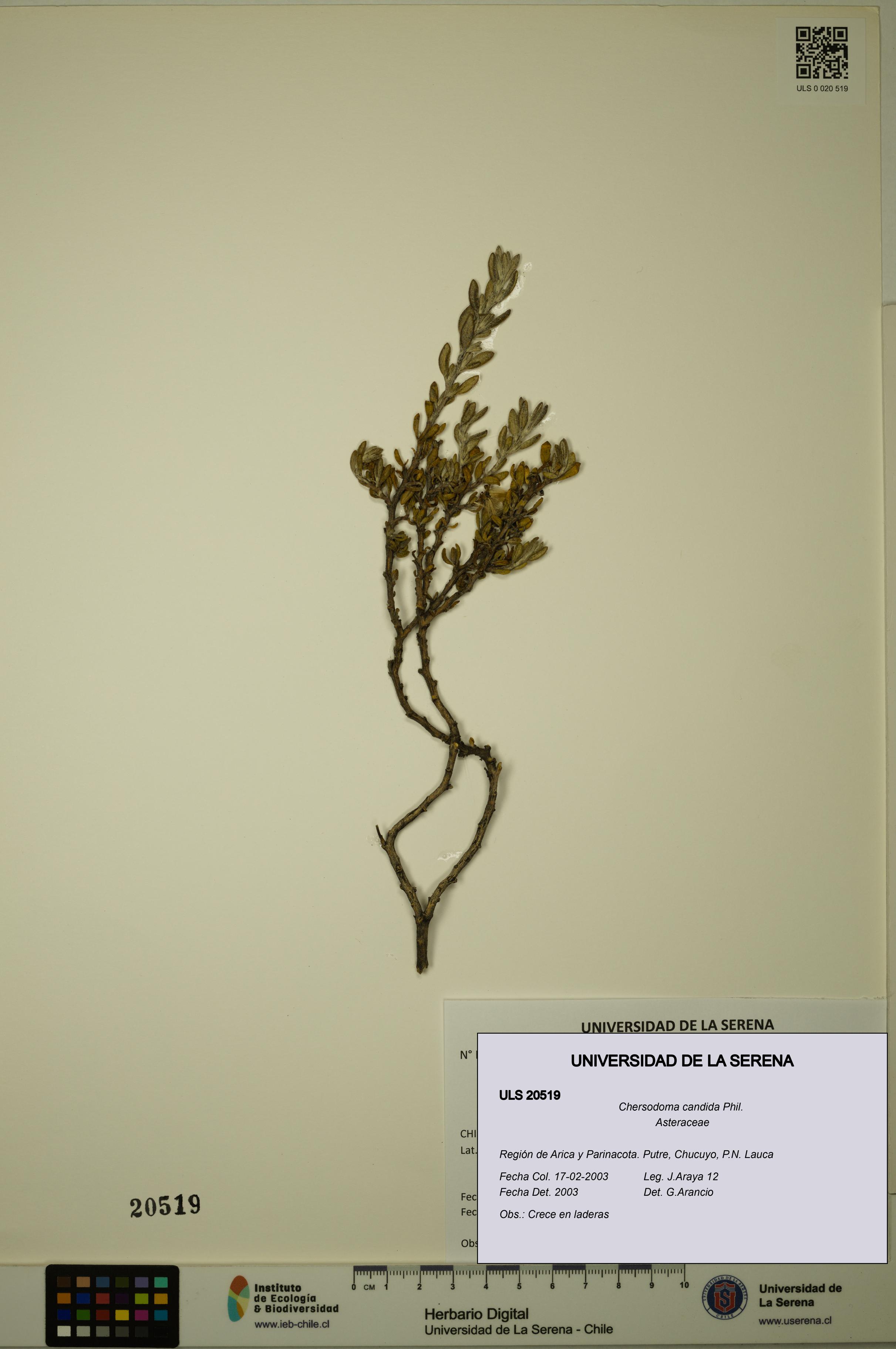 Chersodoma candida [Espécimen: ULS:ULS:0020519]