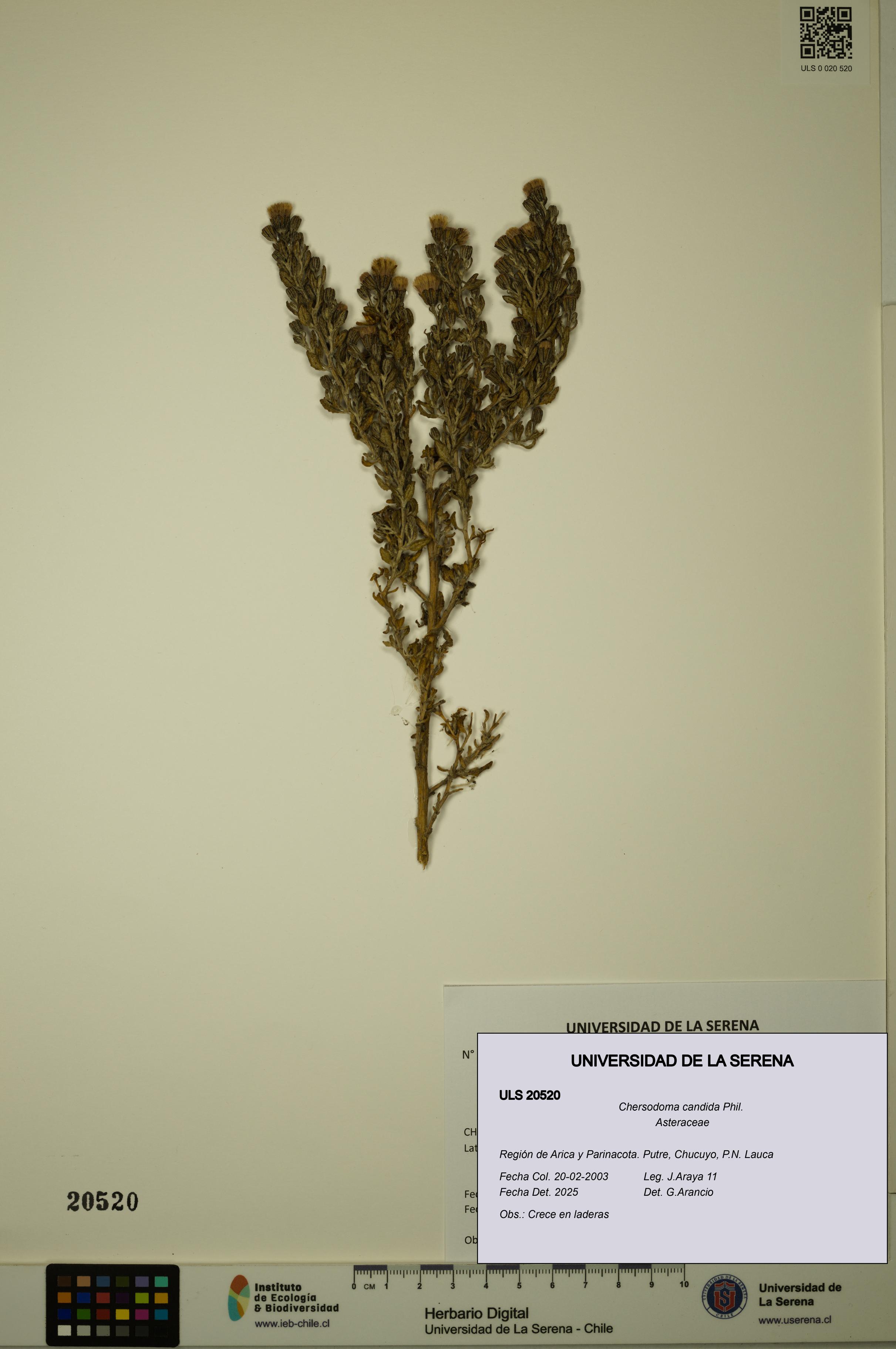 Chersodoma candida [Espécimen: ULS:ULS:0020520]