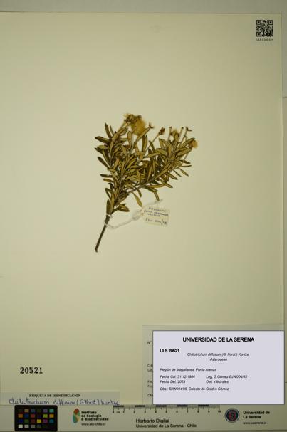Chiliotrichum diffusum [Espécimen: ULS:ULS:0020521]