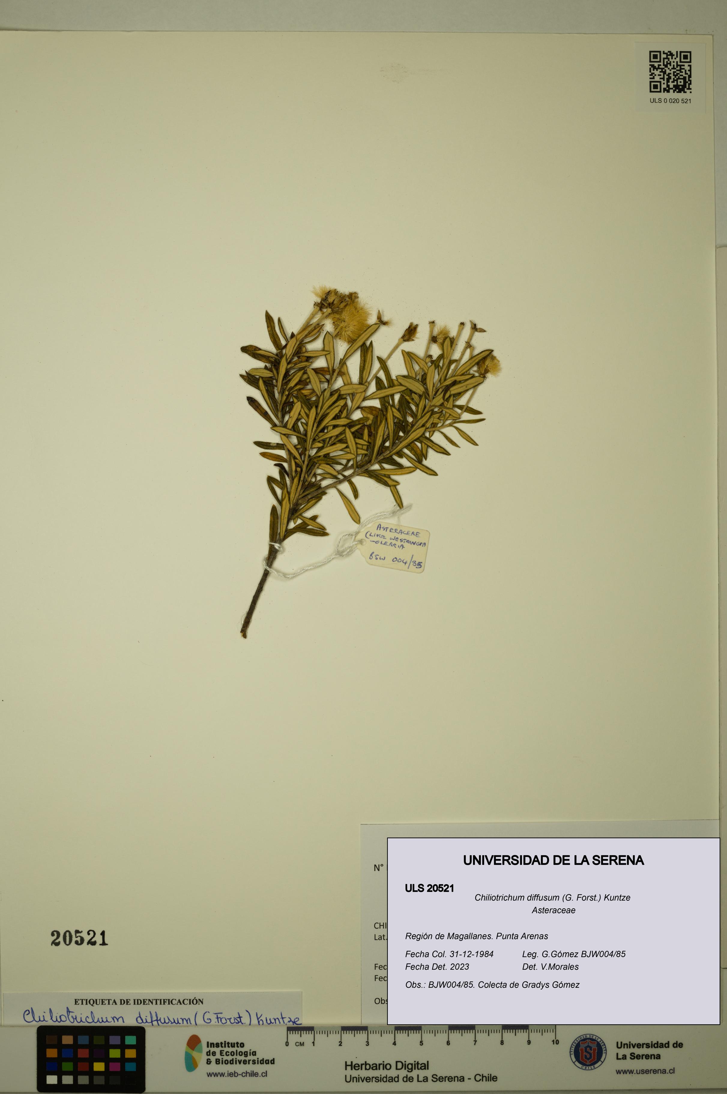 Chiliotrichum diffusum [Espécimen: ULS:ULS:0020521]