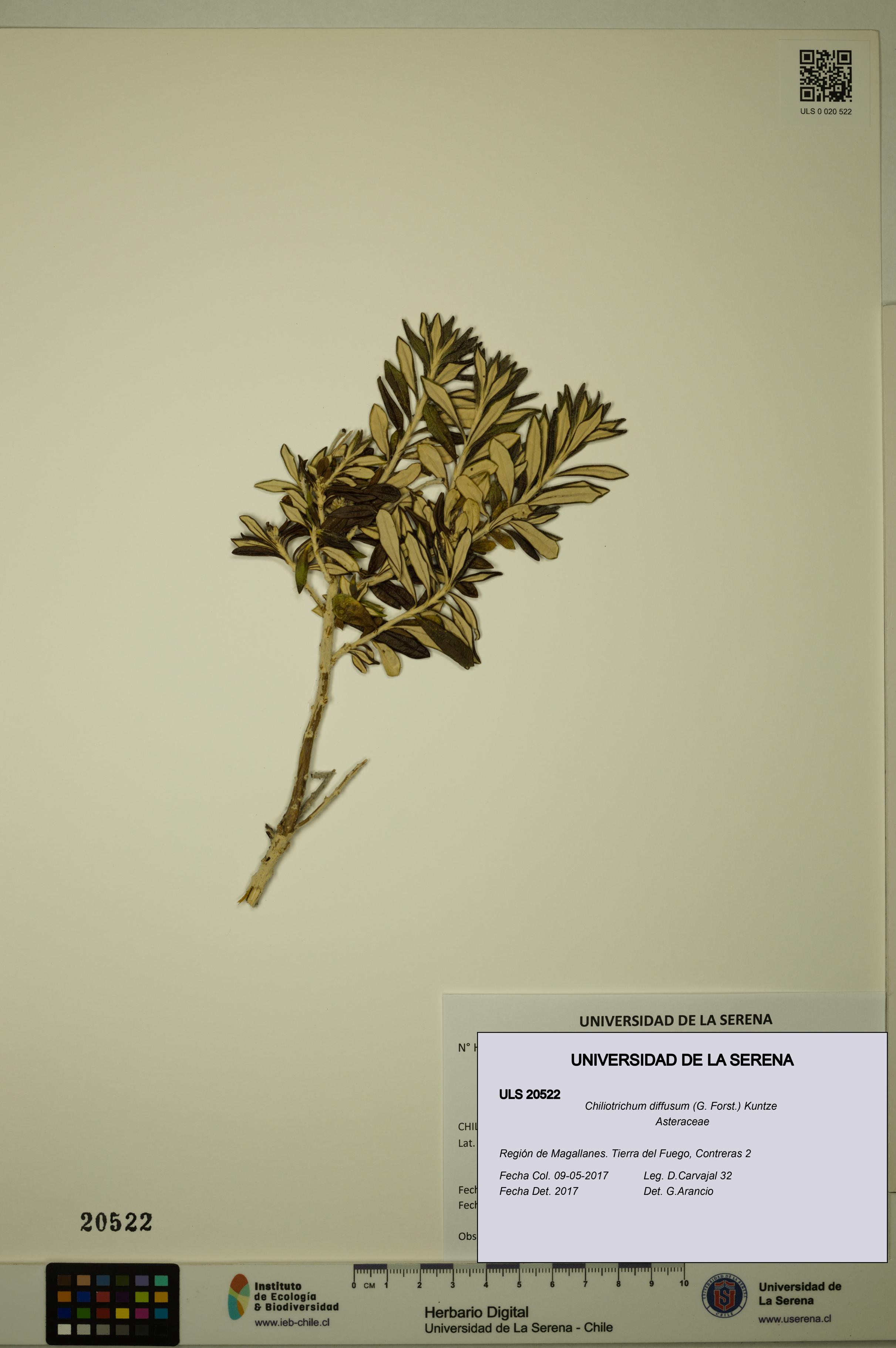 Chiliotrichum diffusum [Espécimen: ULS:ULS:0020522]
