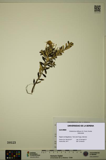 Chiliotrichum diffusum [Espécimen: ULS:ULS:0020523]