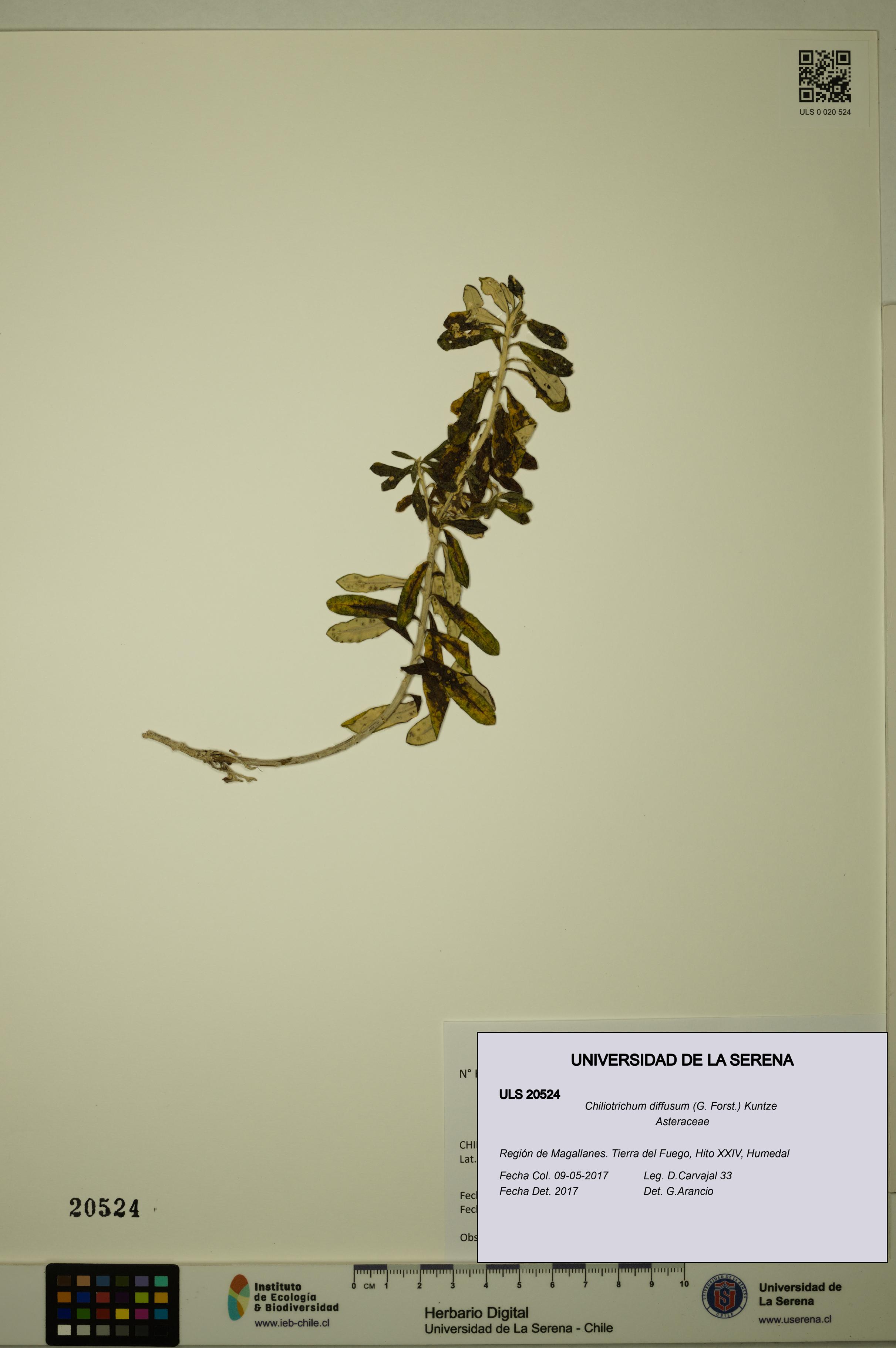 Chiliotrichum diffusum [Espécimen: ULS:ULS:0020524]
