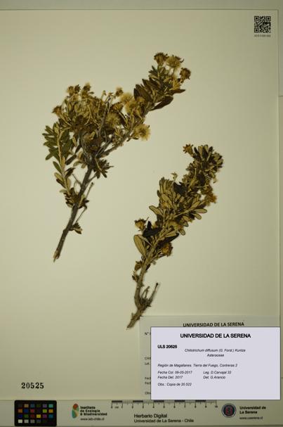 Chiliotrichum diffusum [Espécimen: ULS:ULS:0020525]