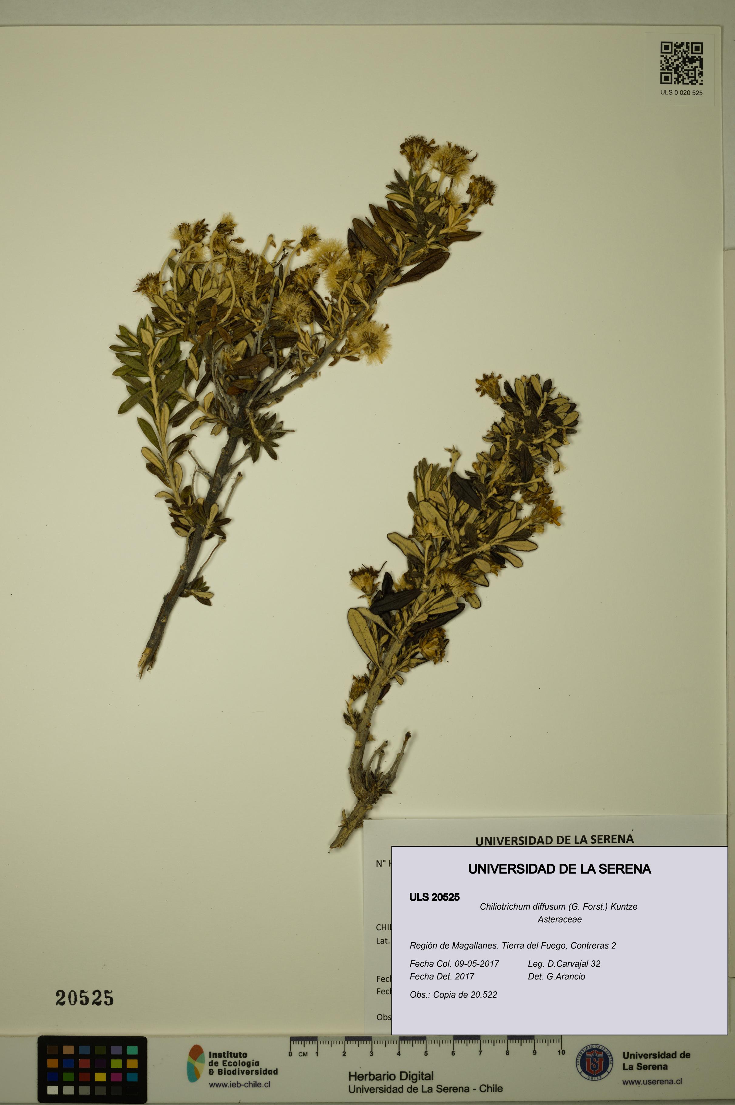 Chiliotrichum diffusum [Espécimen: ULS:ULS:0020525]