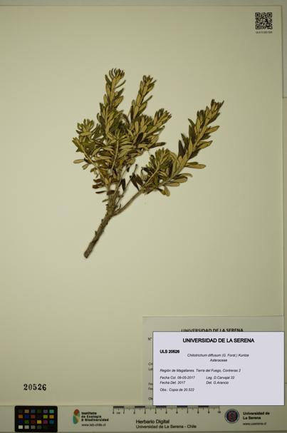 Chiliotrichum diffusum [Espécimen: ULS:ULS:0020526]