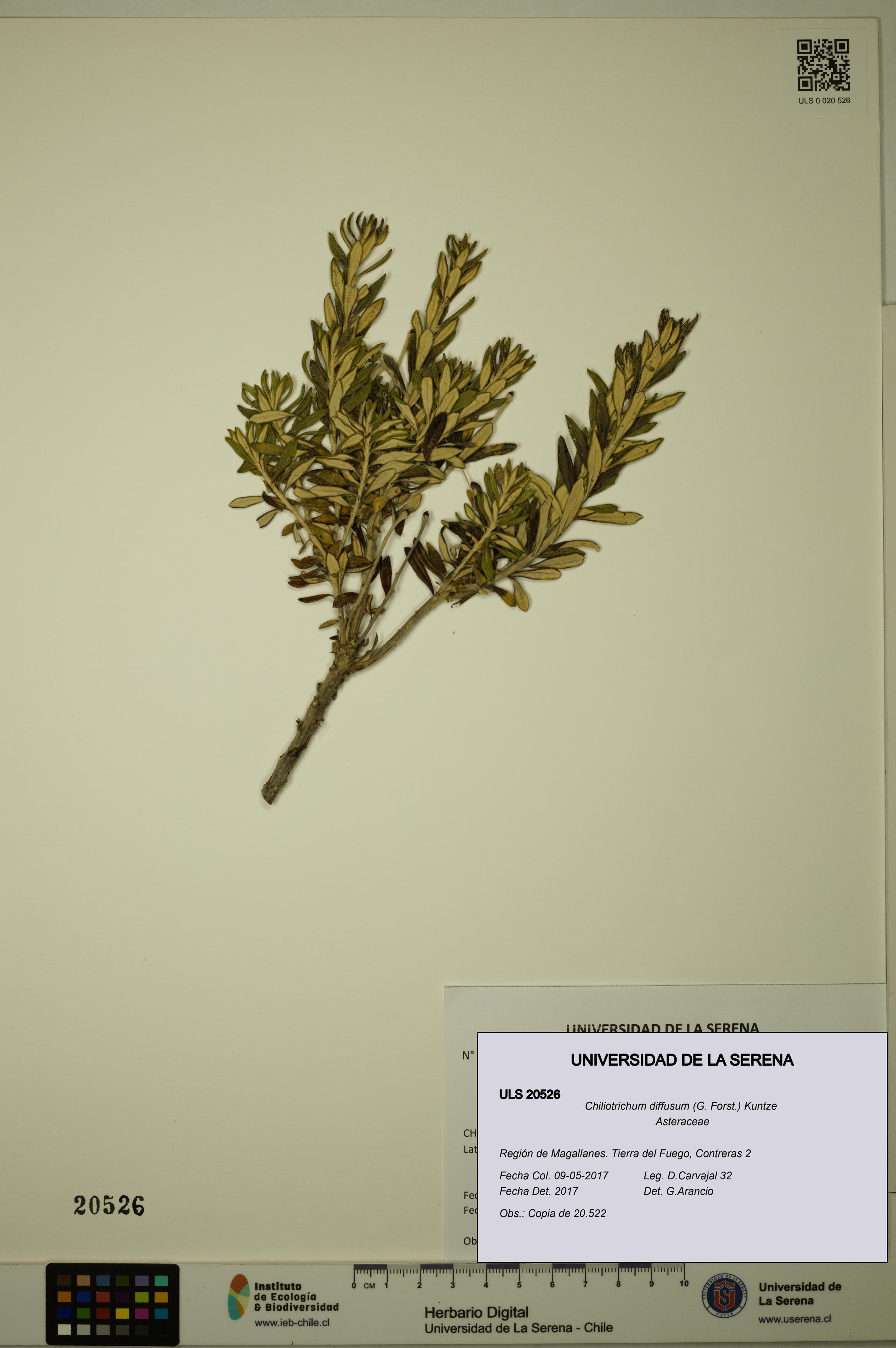 Chiliotrichum diffusum [Espécimen: ULS:ULS:0020526]