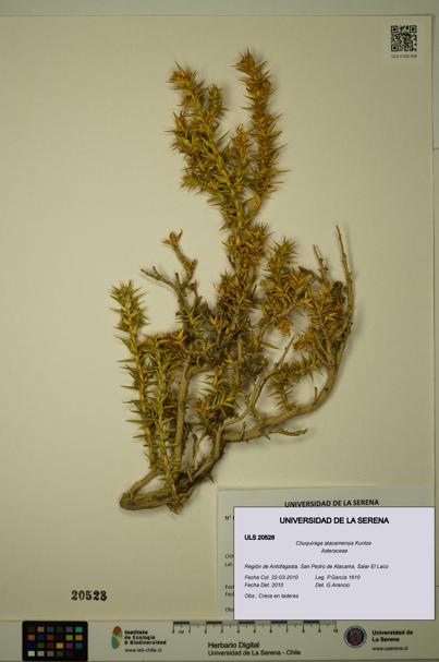 Chuquiraga atacamensis [Espécimen: ULS:ULS:0020528]