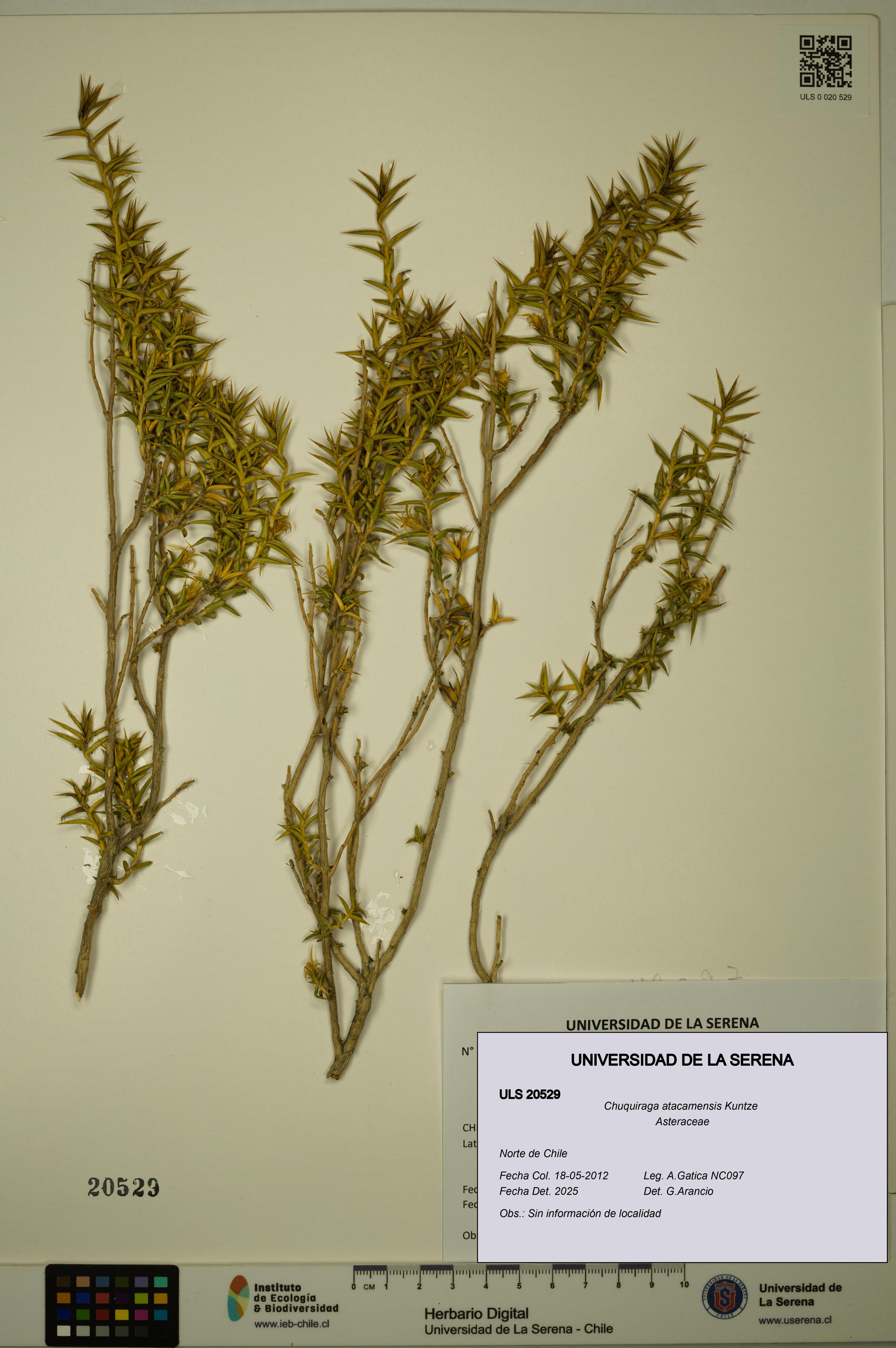 Chuquiraga atacamensis [Espécimen: ULS:ULS:0020529]