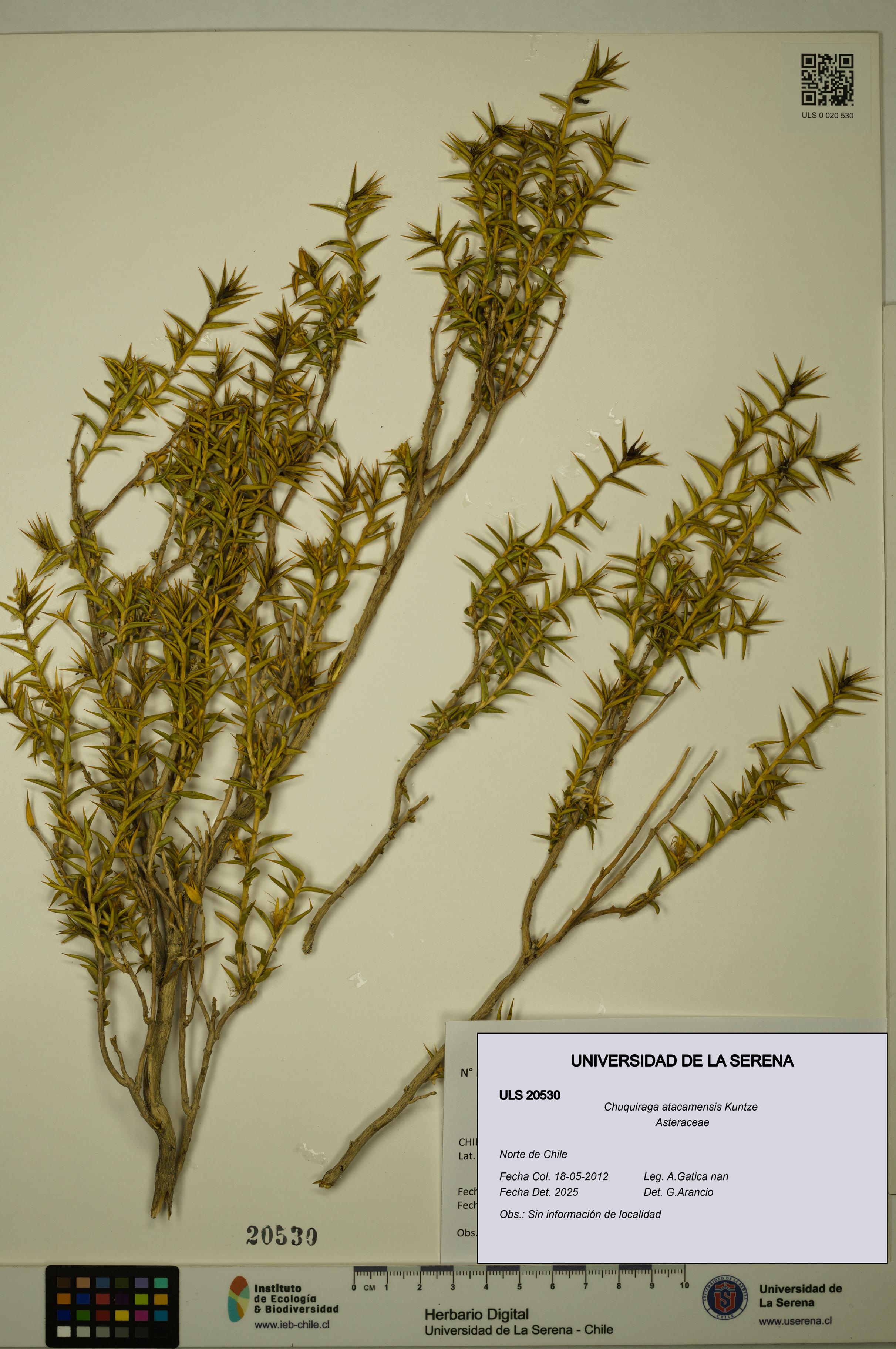 Chuquiraga atacamensis [Espécimen: ULS:ULS:0020530]