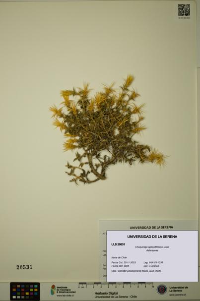 Chuquiraga oppositifolia [Espécimen: ULS:ULS:0020531]