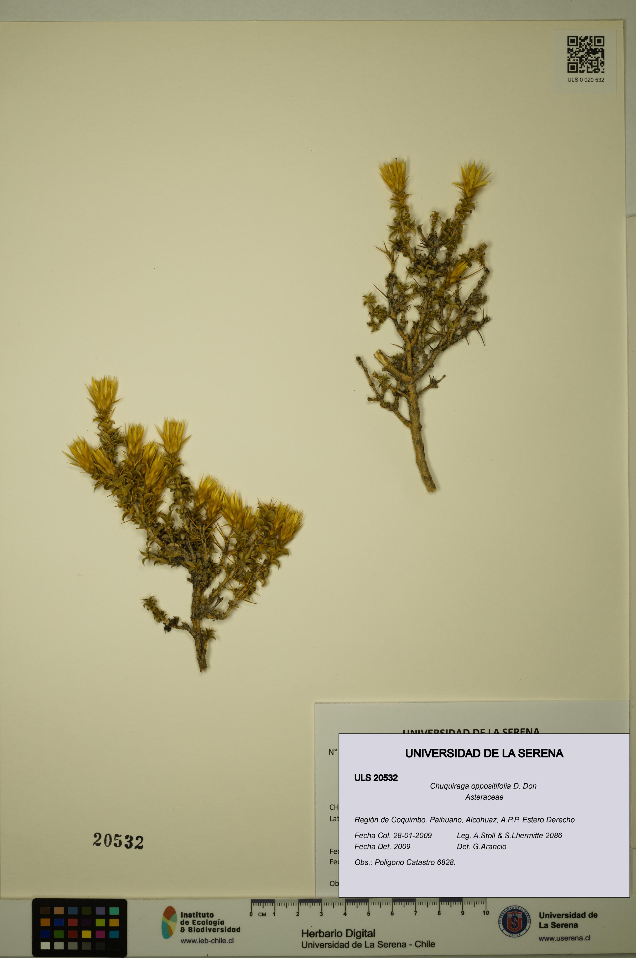 Chuquiraga oppositifolia [Espécimen: ULS:ULS:0020532]