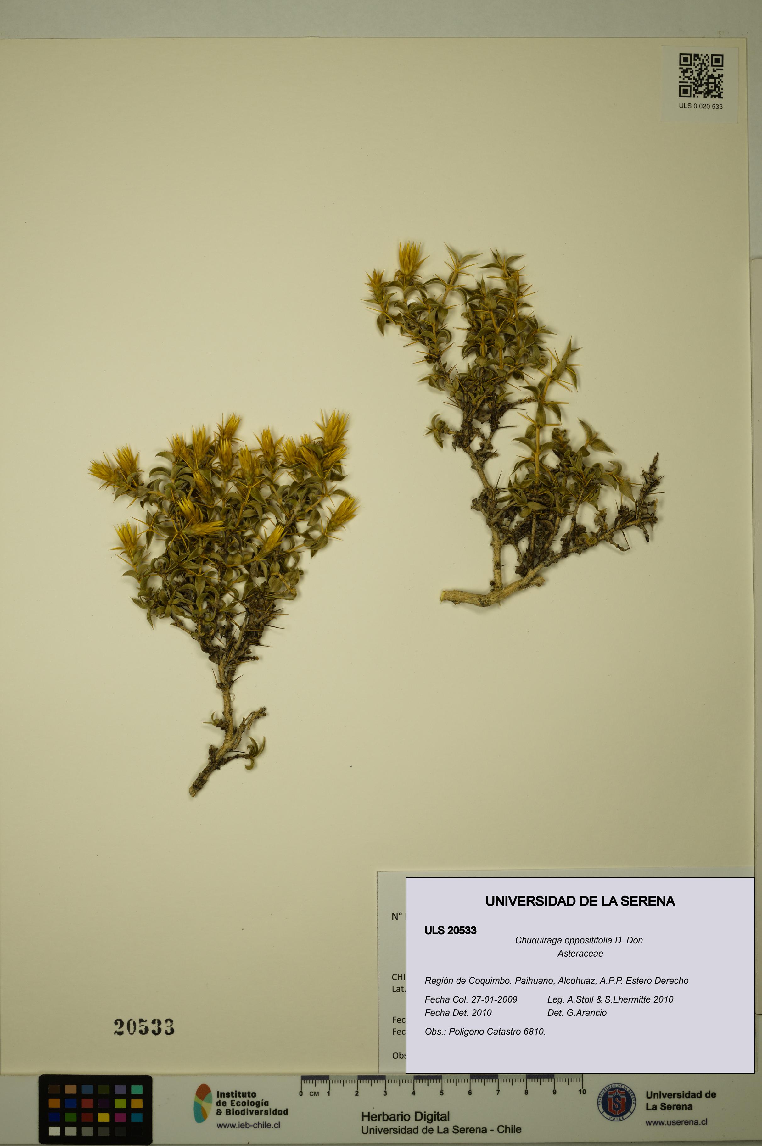 Chuquiraga oppositifolia [Espécimen: ULS:ULS:0020533]