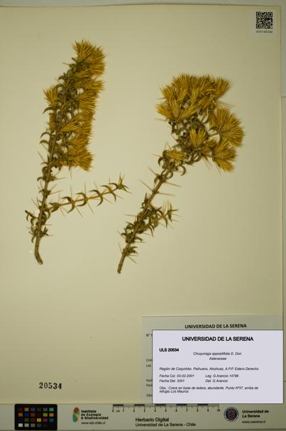 Chuquiraga oppositifolia [Espécimen: ULS:ULS:0020534]