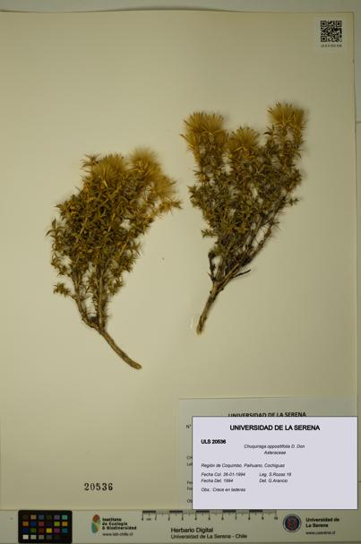 Chuquiraga oppositifolia [Espécimen: ULS:ULS:0020536]